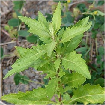 Chenopodium Ambrosioides